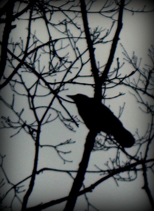 Crow in Bare Tree
