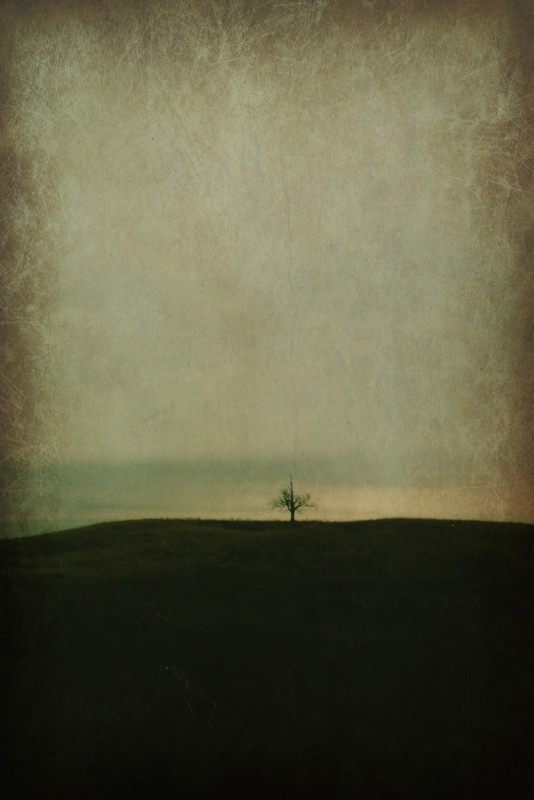 most-alone-tree