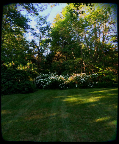 Hydrangeas. Twilight.