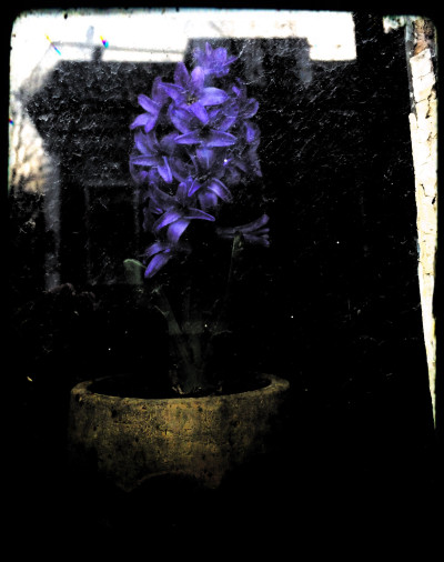Hyacinth in Window