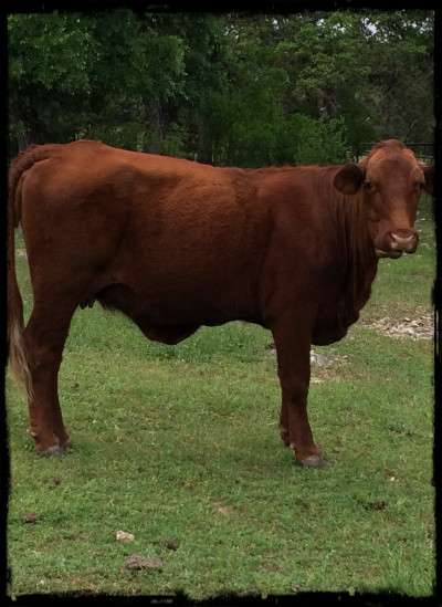 Lonestar Cow