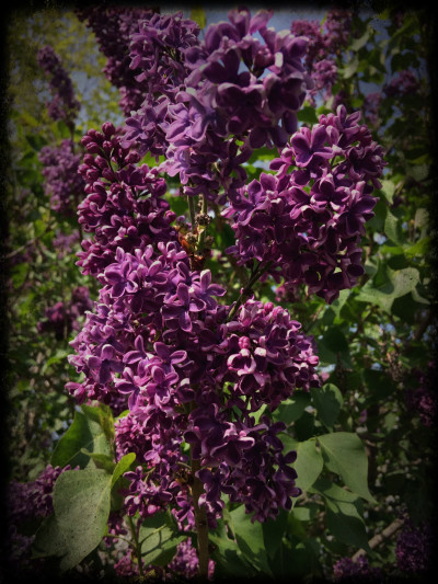 Lilacs in Honeoye Falls